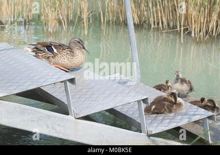 Weibliche Stockente mit Küken auf Metall Schritte am Plattensee Stockfoto