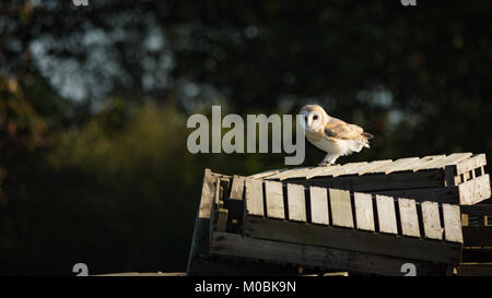 Schleiereule Stockfoto