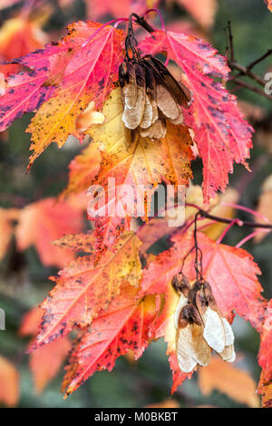 Acer Ginnala tataricum, Tatarisch Ahorn oder Tatarischen Ahorn, Blätter im Herbst Stockfoto