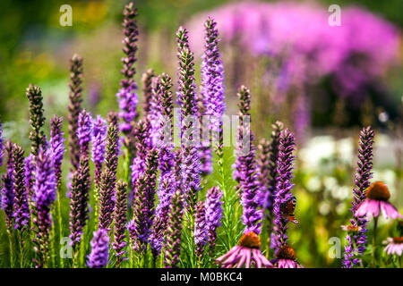 Liatris spicata, Dichte star Blazing Stockfoto