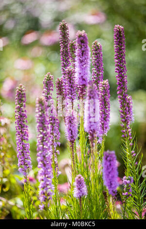 Liatris spicata, Dichte star Blazing Stockfoto