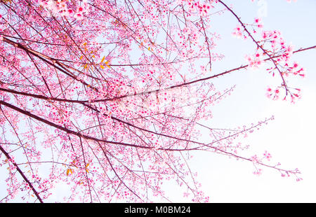 Himalaya Wildkirsche Blüte (Prunus Cerasoides) Stockfoto