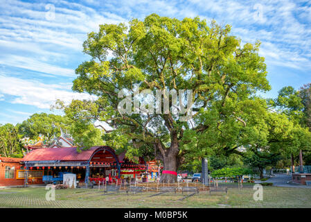 Riesige Kampfer Baum in Jiji Stadt, Nantou, Taiwan Stockfoto