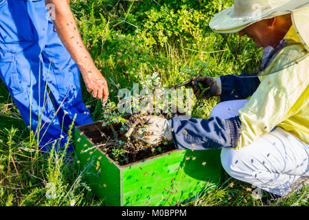 Das schwarmverhalten der Bienen nach Verlassen der Bienenkorb Bienen sammeln auf einem Zweig eines Baumes. Dann fliegen sie weg an einen neuen Wohnort. Stockfoto