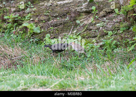 Die rufous collared Spatz füttern Der seidenkuhstärling auf dem Boden Stockfoto