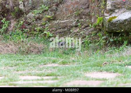 Die seidenkuhstärling parasitizing der rufous collared Sparrow auf dem Boden Stockfoto