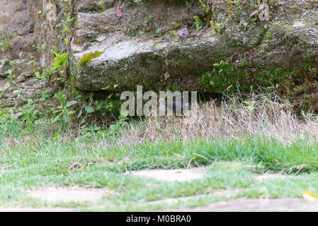 Die seidenkuhstärling parasitizing der rufous collared Sparrow auf dem Boden Stockfoto