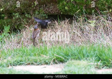 Die rufous collared Spatz füttern Der seidenkuhstärling auf dem Boden Stockfoto