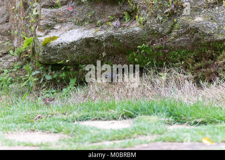 Die seidenkuhstärling parasitizing der rufous collared Sparrow auf dem Boden Stockfoto