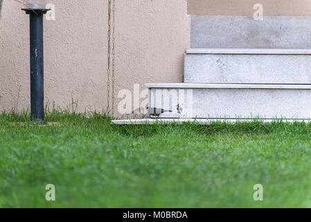 Wenig rufous collared sparrow Fütterung ein seidenkuhstärling durch das Haus Stockfoto