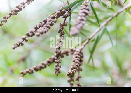 Samen des Weinens bottlebrush oder Creek bottlebrush Baum Stockfoto