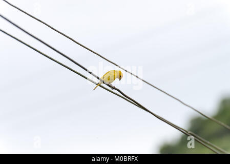 Gelbe Atlantik kanarische thront auf einem electric power line Stockfoto