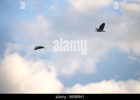 Schwarz gekrönt Vogel fliegen hoch mit blauen Himmel als Hintergrund Stockfoto