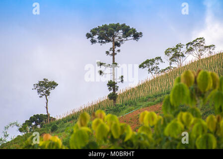 Blick auf die Berglandschaft mit araucaria Baum auf dem Hintergrund Stockfoto