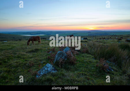 Ponys die Beweidung von Bodmin Moor bei Sonnenuntergang Stockfoto