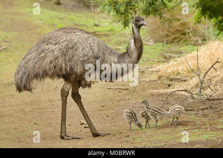 Emu Dromaius novaehollandiae Männlich mit Küken fotografiert in Victoria, Australien Stockfoto