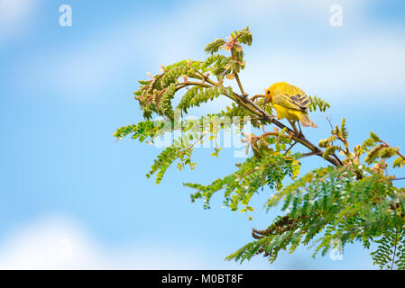 Männliche kanarischen Insel auf einem Baum in der Natur posing Stockfoto