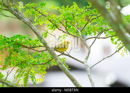 Männliche kanarischen Insel auf einem Baum in der Natur posing Stockfoto