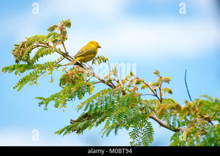 In der Nähe von Wilden kanarischen Säugetierart thront auf Baum in der Natur Stockfoto