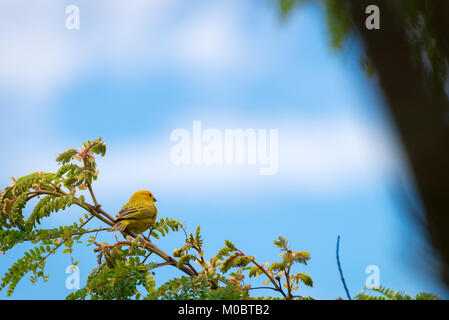 Männliche kanarischen Insel auf einem Baum in der Natur posing Stockfoto
