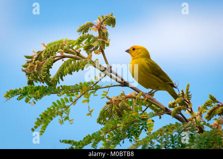 In der Nähe von Wilden kanarischen Säugetierart thront auf Baum in der Natur Stockfoto