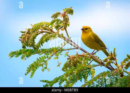 In der Nähe von Wilden kanarischen Säugetierart thront auf Baum in der Natur Stockfoto