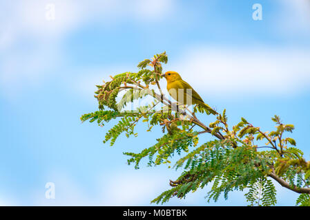 Männliche kanarischen Insel auf einem Baum in der Natur posing Stockfoto