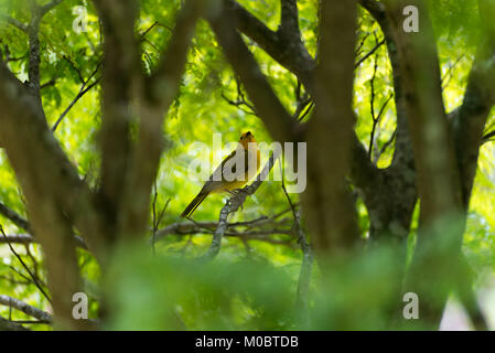 Männliche kanarischen Insel auf einem Baum in der Natur posing Stockfoto