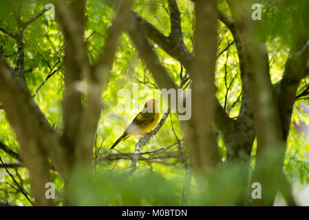 Männliche kanarischen Insel auf einem Baum in der Natur posing Stockfoto
