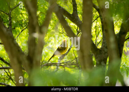 Männliche kanarischen Insel auf einem Baum in der Natur posing Stockfoto