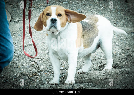 Hund am Strand von [Songbook] Bay, Yorkshire, Großbritannien. Familie Haustier, Wire-haired Terrier, glücklich. Stockfoto