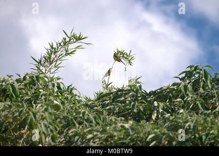 Das Vieh Tyrann gelbe Vogel auf einem Baum Niederlassung im Wald thront Stockfoto