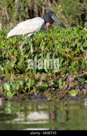 Jabiru-storches (Jabiru mycteria) Nahrungssuche am Flussufer. Pantanal, Brasilien. Stockfoto