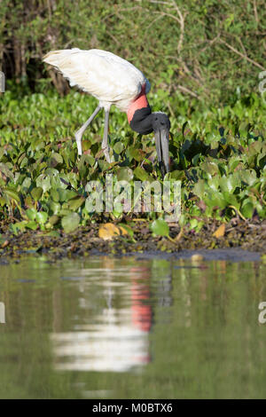 Jabiru-storches (Jabiru mycteria) Nahrungssuche am Flussufer. Pantanal, Brasilien. Stockfoto