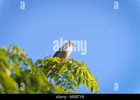 Rufous collared Sparrow auf dem obersten Ast posing Stockfoto