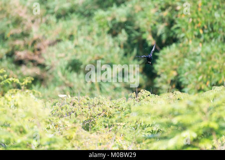 Die Crested schwarz Tyrann Vogel im Flug mit Himmel Hintergrund Stockfoto