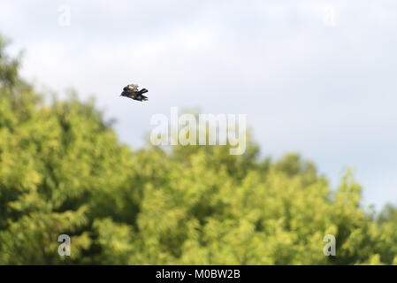 Die Crested schwarz Tyrann Vogel im Flug mit Himmel Hintergrund Stockfoto