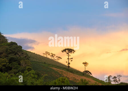 Alte araucaria Baum auf dem Hügel mit schönen pulsierender Hintergrund Stockfoto