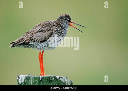 Gemeinsame Rotschenkel, Texel, Niederlande / (Tringa totanus) | Rotschenkel, Texel, Niederlande/(Tringa totanus) Stockfoto