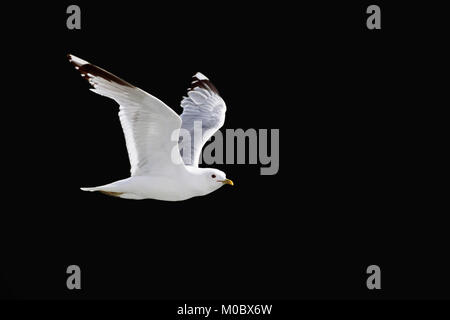 Sturmmöwe, Norwegen/(Larus canus) | Sturmmoewe, Norwegen/(Larus canus) Stockfoto