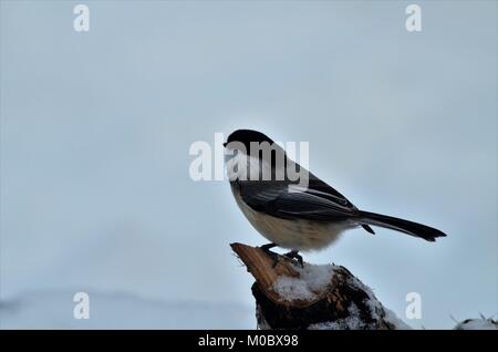 Eine Black-Capped Chickadee Vogel, sitzt an der Spitze einer gebrochenen Zweig schnell Ruhe vor dem Flug wieder erfolgt Stockfoto