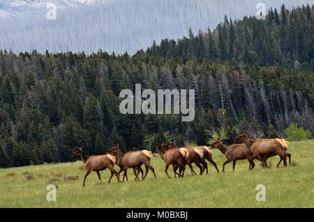 Eine Herde von Elk zügig über ein offenes Feld, auf der Suche nach Nahrung und Schutz vor Abend Stockfoto