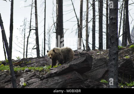 Einen großen Grizzly Bär sucht nach Nahrung während des Roaming durch, wo ein Waldbrand ereignet hatte vier Wochen vor. Grüne Vegetation beginnt zu wachsen. Stockfoto