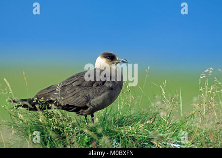 Schmarotzerraubmöwe, Lofoten, Norwegen/(Eulen parasiticus) | Schmarotzerraubmoewe, Lofoten, Norwegen/(Eulen parasiticus) Stockfoto