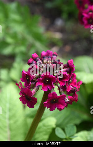 Kandelaber Primula japonica Millers crimson Stockfoto