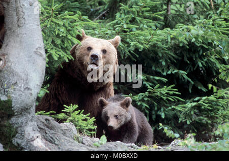 Europäischen Braunbären, Weibchen mit Jungen/(Ursus arctos) | Europäischer Braunbaer, Weibchen mit Jungtier/(Ursus arctos) Stockfoto