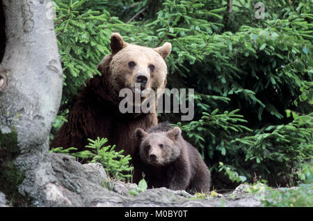 Europäischen Braunbären, Weibchen mit Jungen/(Ursus arctos) | Europäischer Braunbaer, Weibchen mit Jungtier/(Ursus arctos) Stockfoto