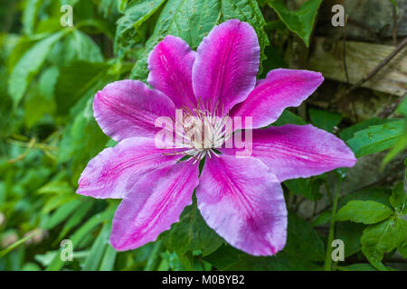 Laubabwerfende Kletterpflanze Clematis Arzt Ruppel in voller Blüte im Juni Stockfoto