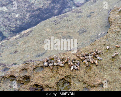 Seeschnecke, am Rande des Wassers. Ligurien, Italien. Weniger als 2 cm groß. Stockfoto