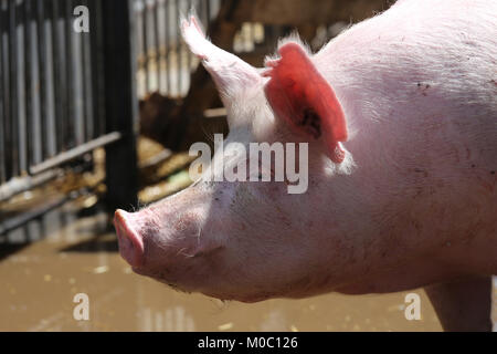 Extreme Nahaufnahme Portrait von jungen Schwein sow Stockfoto